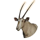 Erythristic Gemsbok colour morph in Planet Zoo 2