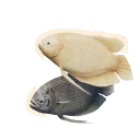 Golden Morph Giant Gourami colour morph in Planet Zoo 2