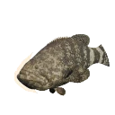 Giant Grouper in Planet Zoo 2
