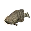Giant Grouper in Planet Zoo 2