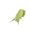 Giant Malaysian Leaf Insect in Planet Zoo 2
