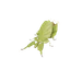 Giant Malaysian Leaf Insect in Planet Zoo 2