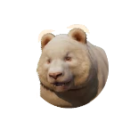 Albino Giant Panda colour morph in Planet Zoo 2