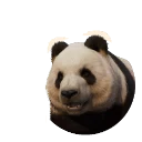 Giant Panda in Planet Zoo 2