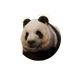 Giant Panda in Planet Zoo 2