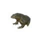 Giant Slippery Frog in Planet Zoo 2