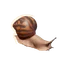 Giant Tiger Land Snail in Planet Zoo 2