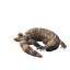 Gila Monster in Planet Zoo 2