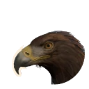 Golden Eagle in Planet Zoo 2