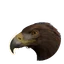 Golden Eagle in Planet Zoo 2