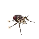 Goliath Beetle in Planet Zoo 2