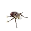 Goliath Beetle in Planet Zoo 2