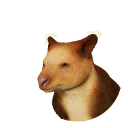 Goodfellow's Tree-Kangaroo in Planet Zoo 2