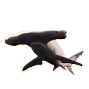 Albino Great Hammerhead colour morph in Planet Zoo 2