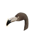 Melanistic Greater Flamingo colour morph in Planet Zoo 2
