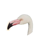 Greater Flamingo in Planet Zoo 2