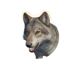 Grey Wolf in Planet Zoo 2