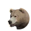 Grizzly Bear in Planet Zoo 2