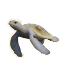 Albino Hawksbill Turtle colour morph in Planet Zoo 2
