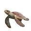 Hawksbill Turtle in Planet Zoo 2