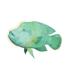 Humphead Wrasse in Planet Zoo 2