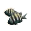 Indo-Pacific Sergeant in Planet Zoo 2