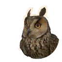Long-Eared Owl in Planet Zoo 2
