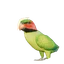 Long-Tailed Parakeet in Planet Zoo 2