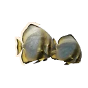 Longfin Batfish in Planet Zoo 2