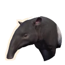 Malayan Tapir in Planet Zoo 2