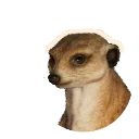 Albino Meerkat colour morph in Planet Zoo 2