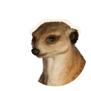 Meerkat in Planet Zoo 2