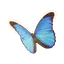 Menelaus Blue Morpho in Planet Zoo 2