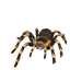 Mexican Redknee in Planet Zoo 2