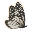 Leucistic Monarch colour morph in Planet Zoo 2