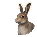 Mountain Hare in Planet Zoo 2