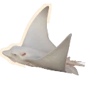 Leucistic Ocellated Eagle Ray colour morph in Planet Zoo 2