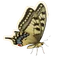 Old World Swallowtail in Planet Zoo 2
