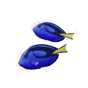 Indian Ocean Morph Palette Surgeonfish colour morph in Planet Zoo 2