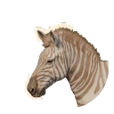 Erythristic Plains Zebra colour morph in Planet Zoo 2