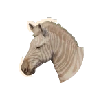 Amelanistic Plains Zebra colour morph in Planet Zoo 2