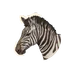 Plains Zebra in Planet Zoo 2