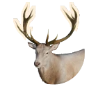 Leucistic Red Deer colour morph in Planet Zoo 2