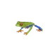 Red-Eyed Tree Frog in Planet Zoo 2