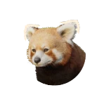 Leucistic Red Panda colour morph in Planet Zoo 2