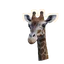 Reticulated Giraffe in Planet Zoo 2
