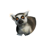 Ring-Tailed Lemur in Planet Zoo 2