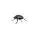 Sacred Scarab Beetle in Planet Zoo 2