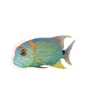 Sailfin Snapper in Planet Zoo 2