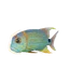 Sailfin Snapper in Planet Zoo 2